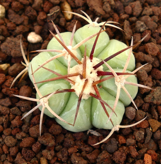 Petit cactus succulent Echinocactus horizonthalonius avec des côtes épaisses et de longues épines rougeâtres