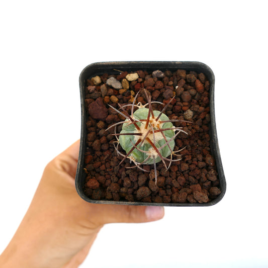 Echinocactus horizonthalonius piccolo cactus tondo con spine lunghe rossastre in vaso nero