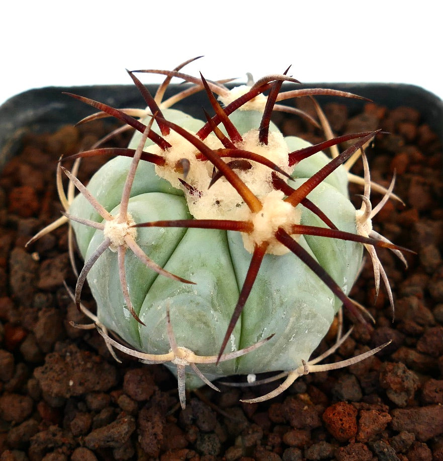 Echinocactus horizonthalonius kleiner blau-grüner Kaktus mit langen rötlichen Stacheln und wolligen Areolen
