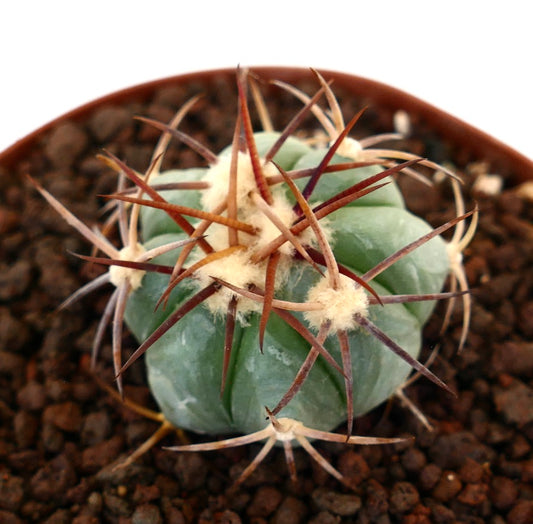 Echinocactus horizonthalonius piccolo cactus succulento con spine spesse e areole lanose