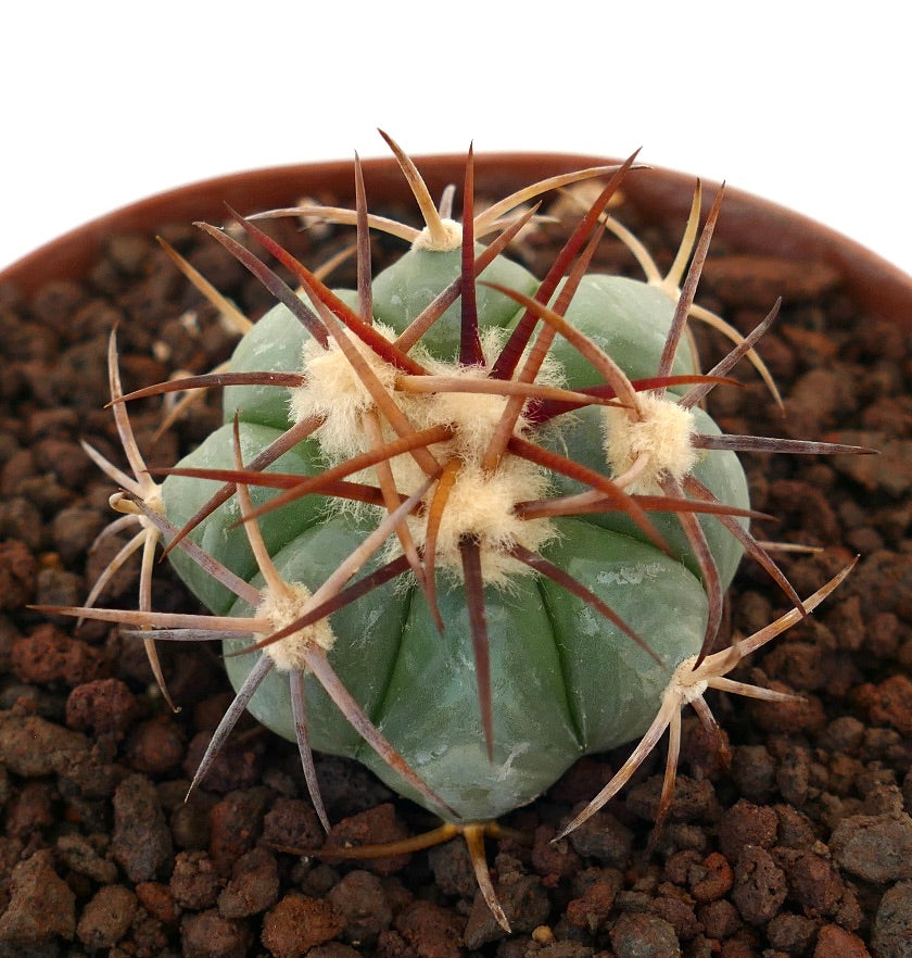 Echinocactus horizonthalonius pianta grassa verde cactus con lunghe spine marroni e areole lanose