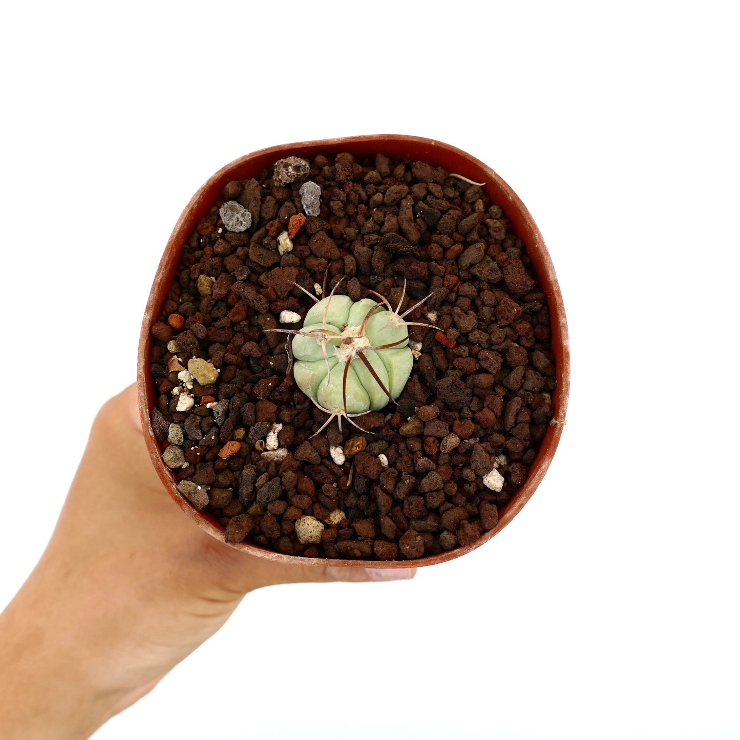 Echinocactus horizonthalonius piccolo cactus succulento rotondo con spine lunghe curve in vaso