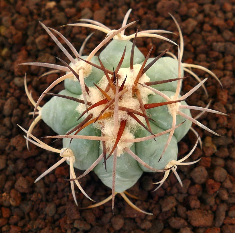 Echinocactus horizonthalonius, cactus succulento con corpo verdastro-blu e lunghe spine rossastre