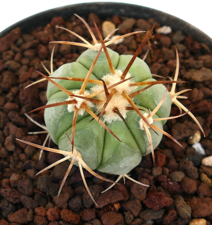 Echinocactus horizonthalonius piccolo cactus succulento rotondo con lunghe spine marroni e areole lanuginose