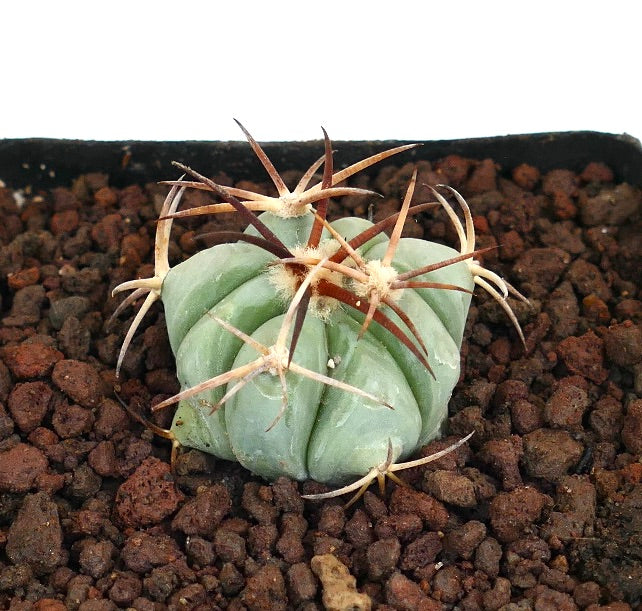 Echinocactus horizonthalonius piccolo cactus succulento con spine marroni prominenti e corpo verde costoluto