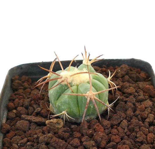 Echinocactus horizonthalonius piccolo cactus verde con lunghe spine marroni e areole lanose
