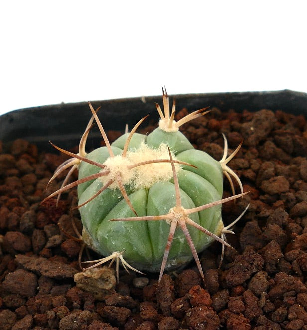 Echinocactus horizonthalonius piccolo cactus rotondo con spine lunghe marroni e areole lanose