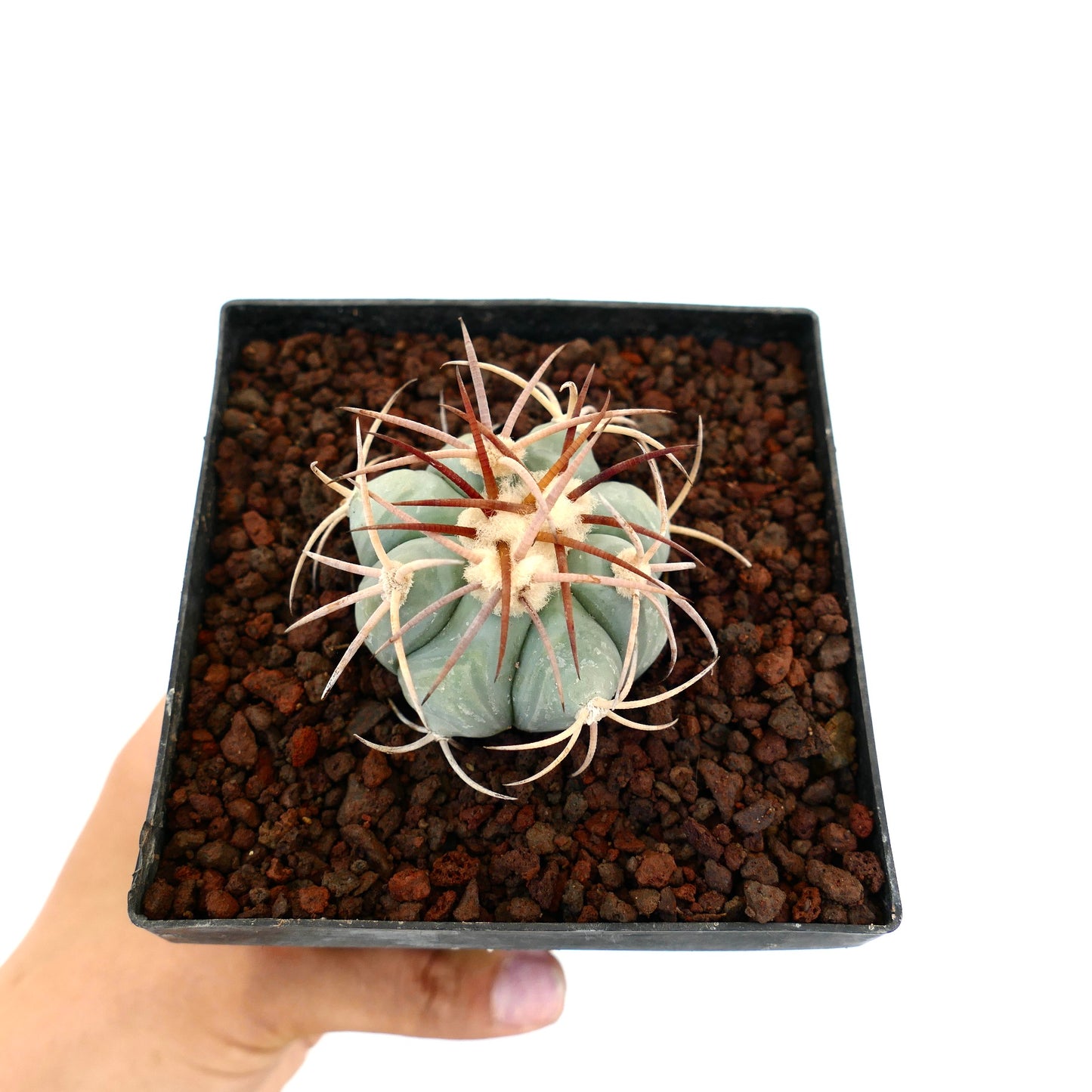 Echinocactus horizonthalonius piccolo cactus succulento con coste spesse e spine lunghe e curve