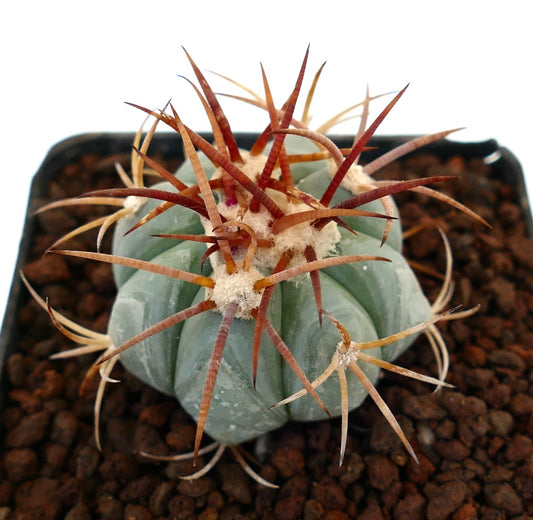 Echinocactus horizonthalonius cactus succulento con costolature spesse e lunghe spine rossastre in vaso