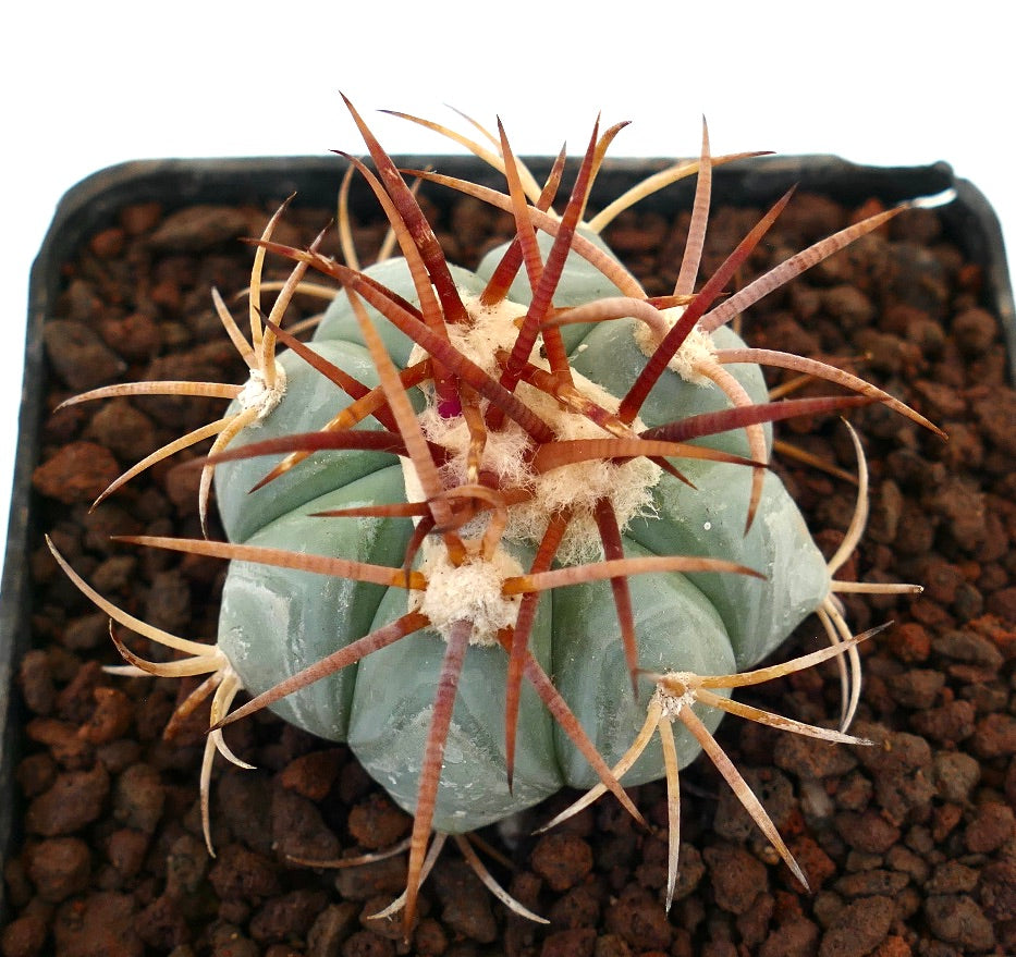 Echinocactus horizonthalonius, cactus succulento con costole spesse e lunghe spine rossastre in vaso