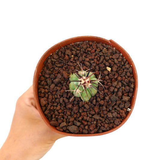 Echinocactus horizonthalonius piccolo cactus succulento con spine spesse e scure in vaso di terracotta