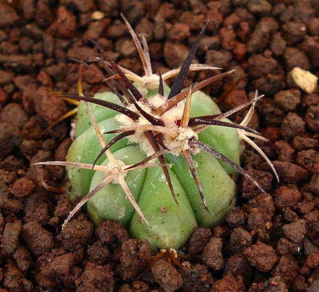 Echinocactus horizonthalonius liten grønn kaktus med lange mørke og beige torner i jord