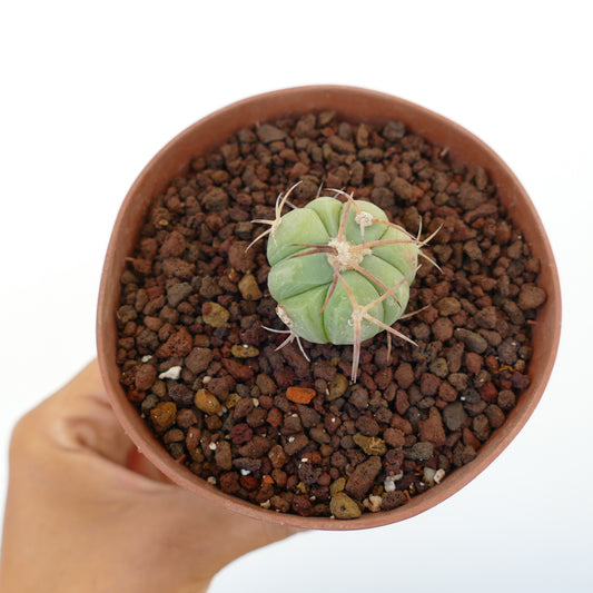 Echinocactus horizonthalonius piccolo cactus succulento rotondo con lunghe spine ricurve in vaso