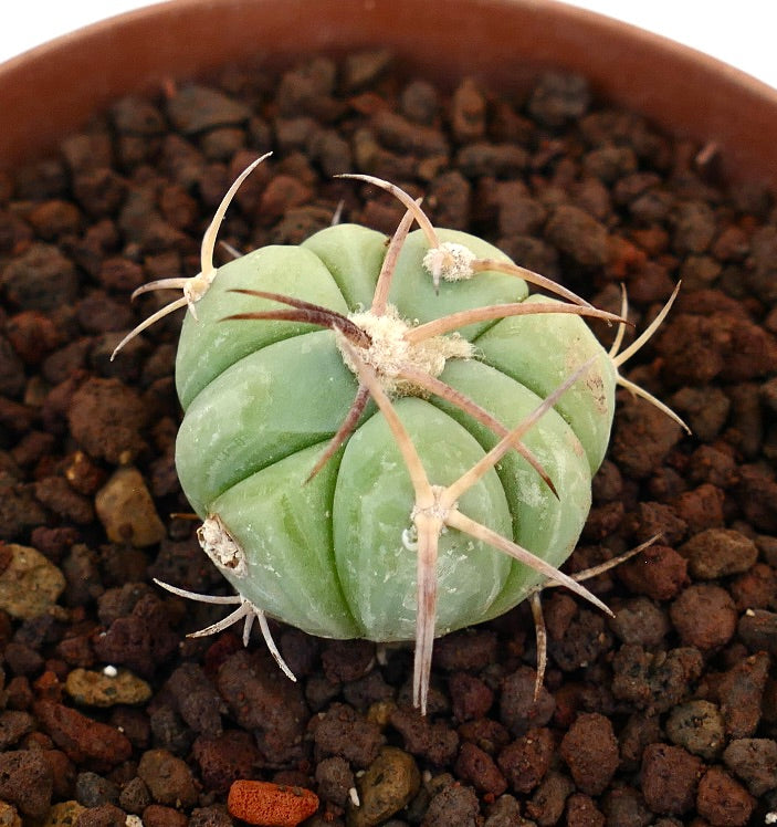 Echinocactus horizonthalonius piccolo cactus verde con spine lunghe e ricurve in terreno roccioso