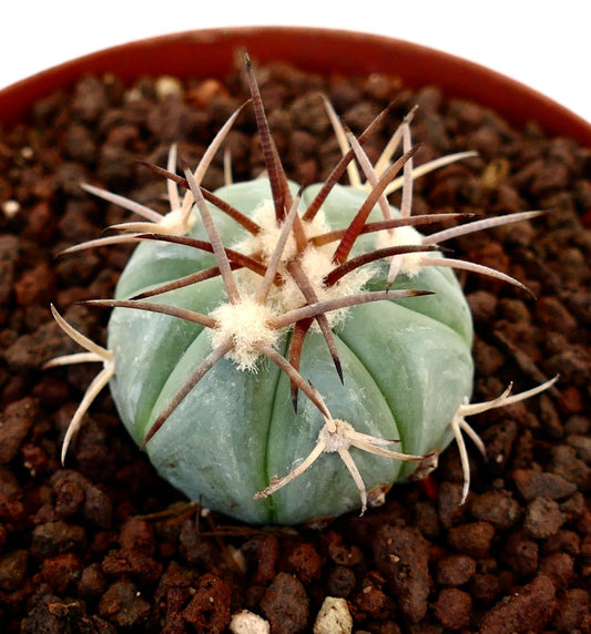 Echinocactus horizonthalonius piccolo cactus rotondo con spine spesse e corpo verde-bluastro