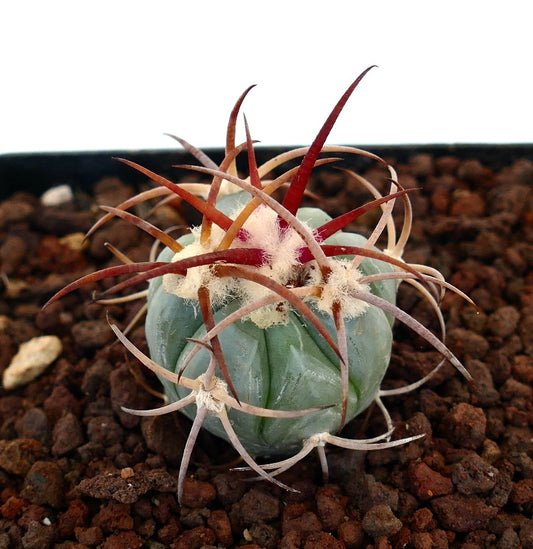Echinocactus horizonthalonius piccolo cactus succulento con spine spesse rosse e marroni e areole lanose