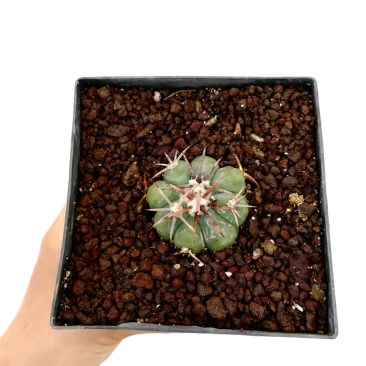 Echinocactus horizonthalonius var. coahuila piccolo cactus verde con lunghe spine marroni in vaso