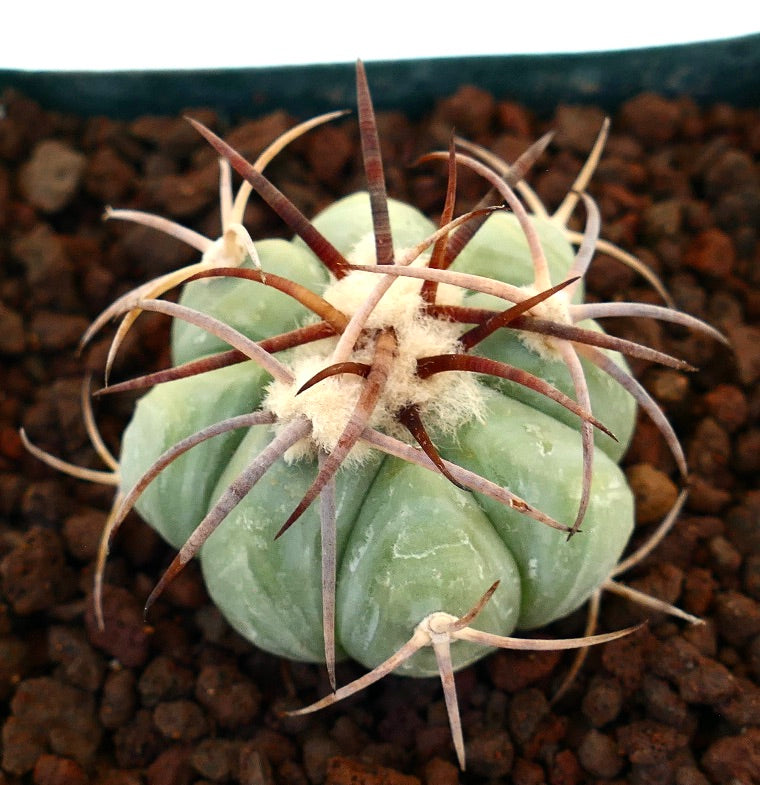 Echinocactus horizonthalonius var. nicholii cactus succulento con costole spesse e spine lunghe e curve