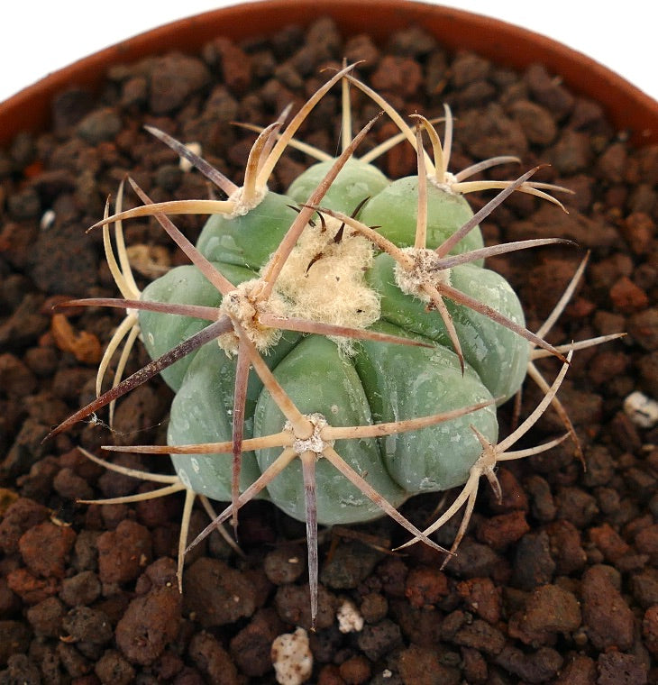 Echinocactus horizonthalonius var. nicholii raro cactus succulento con spine spesse e corpo verde arrotondato