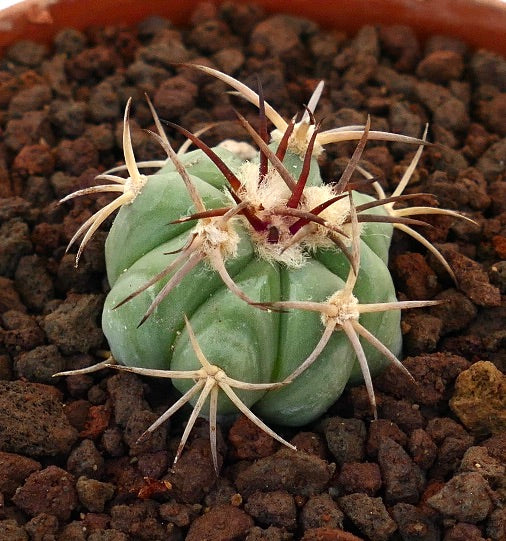 Echinocactus horizonthalonius var. texas piccolo cactus succulento con spine spesse e corpo verde pallido costolato