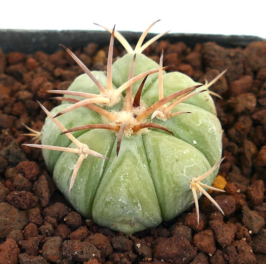 Echinocactus horizonthalonius var. texas petit cactus succulent rond avec de longues épines brunes