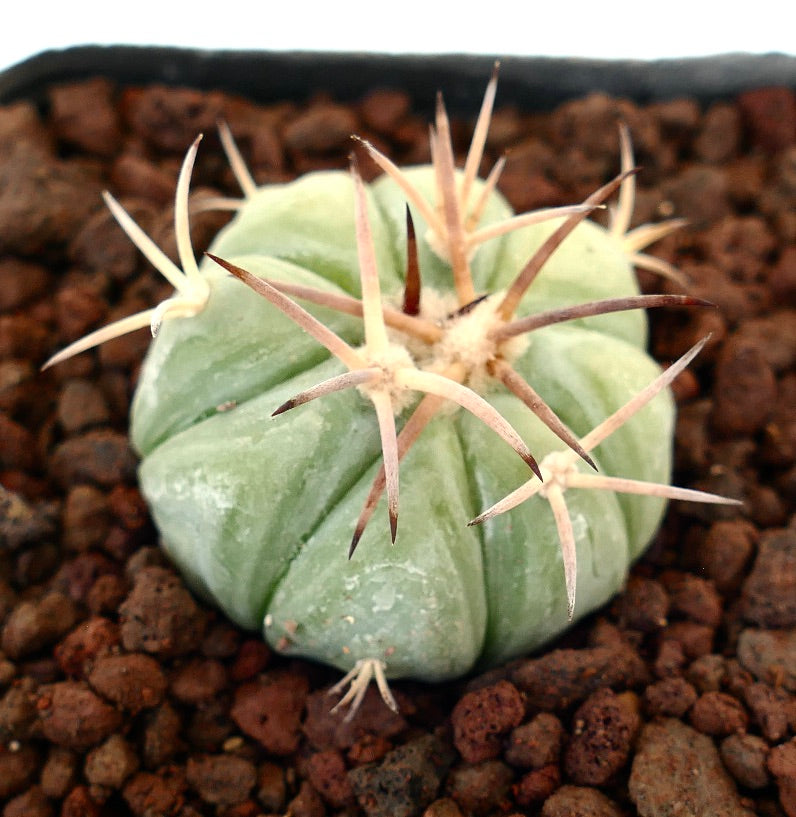 Echinocactus horizonthalonius var. texas petit cactus succulent rond avec de longues épines marron au bout