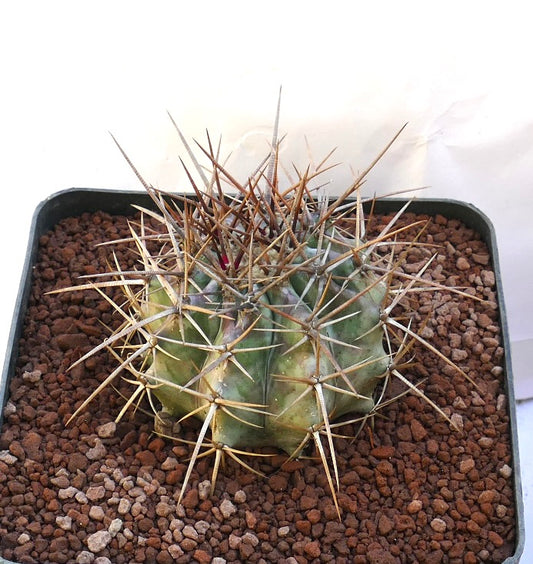 Echinocactus ingens succulent cactus with thick ribs and long sharp brown spines in pot