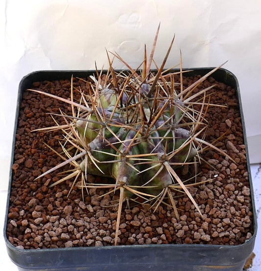 Echinocactus ingens succulent cactus with thick brown spines and ribbed green body in pot