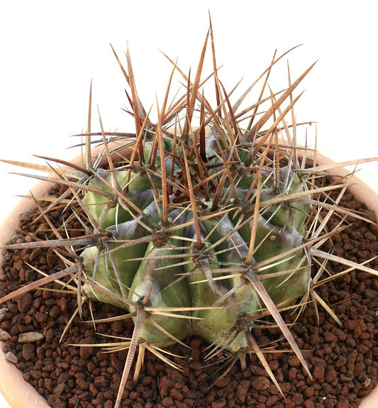 Echinocactus ingens succulent cactus with thick green body and long sharp brown spines in pot