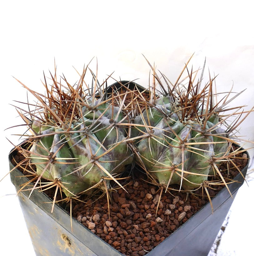 Echinocactus ingens succulent cactus with two heads and long sharp brown spines