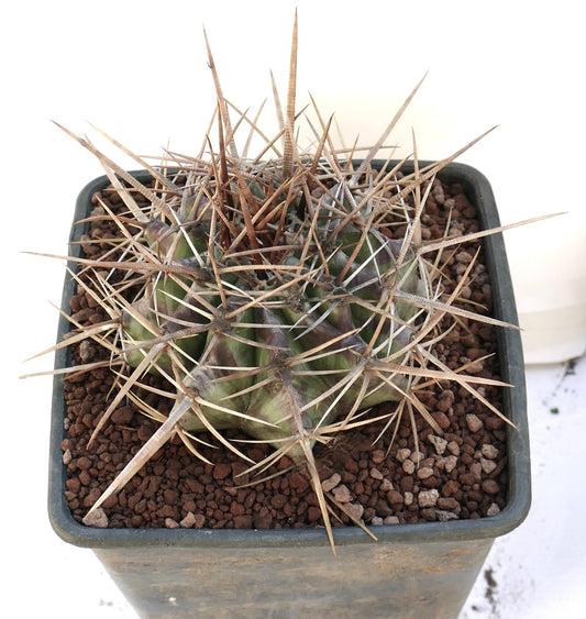 Echinocactus ingens succulent cactus with thick green body and long sharp brown spines in pot