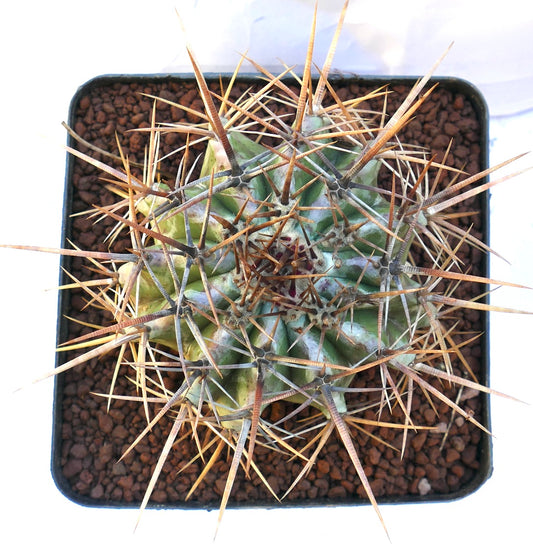 Echinocactus ingens cactus with thick green ribs and long sharp brown spines in pot