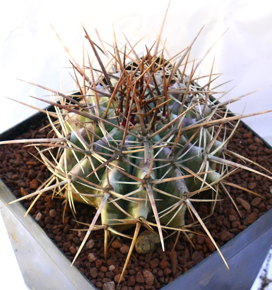 Echinocactus ingens cactus with thick green body and long sharp brown spines in pot