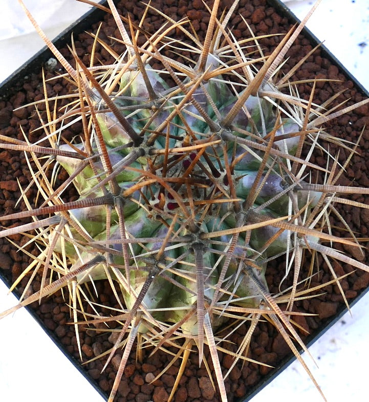 Echinocactus ingens large succulent cactus with long thick brown spines and ribbed body