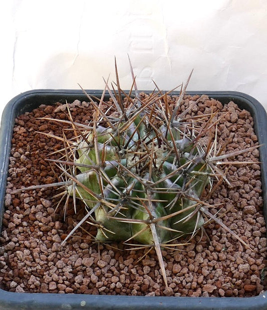 Echinocactus ingens succulent cactus with thick spines and ribbed green body in pot