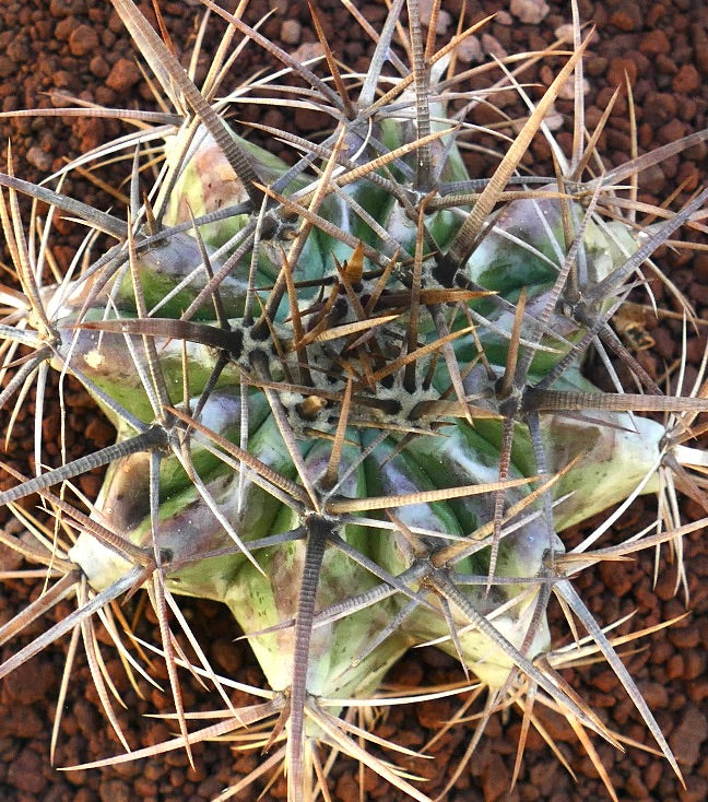 Echinocactus ingens succulent cactus with thick spines and variegated green and purple tones