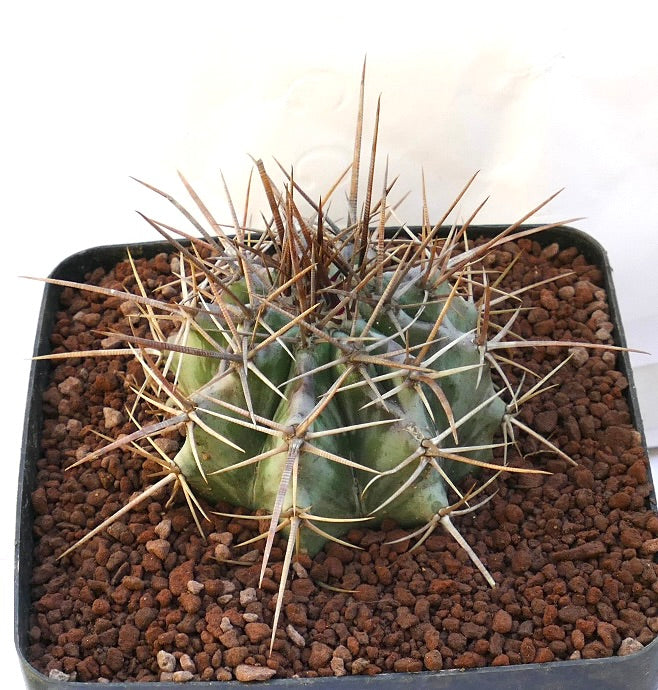 Echinocactus ingens cactus with thick green body and strong long brown spines in pot