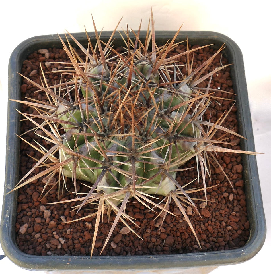 Echinocactus ingens succulent cactus with dense long brown spines in pot