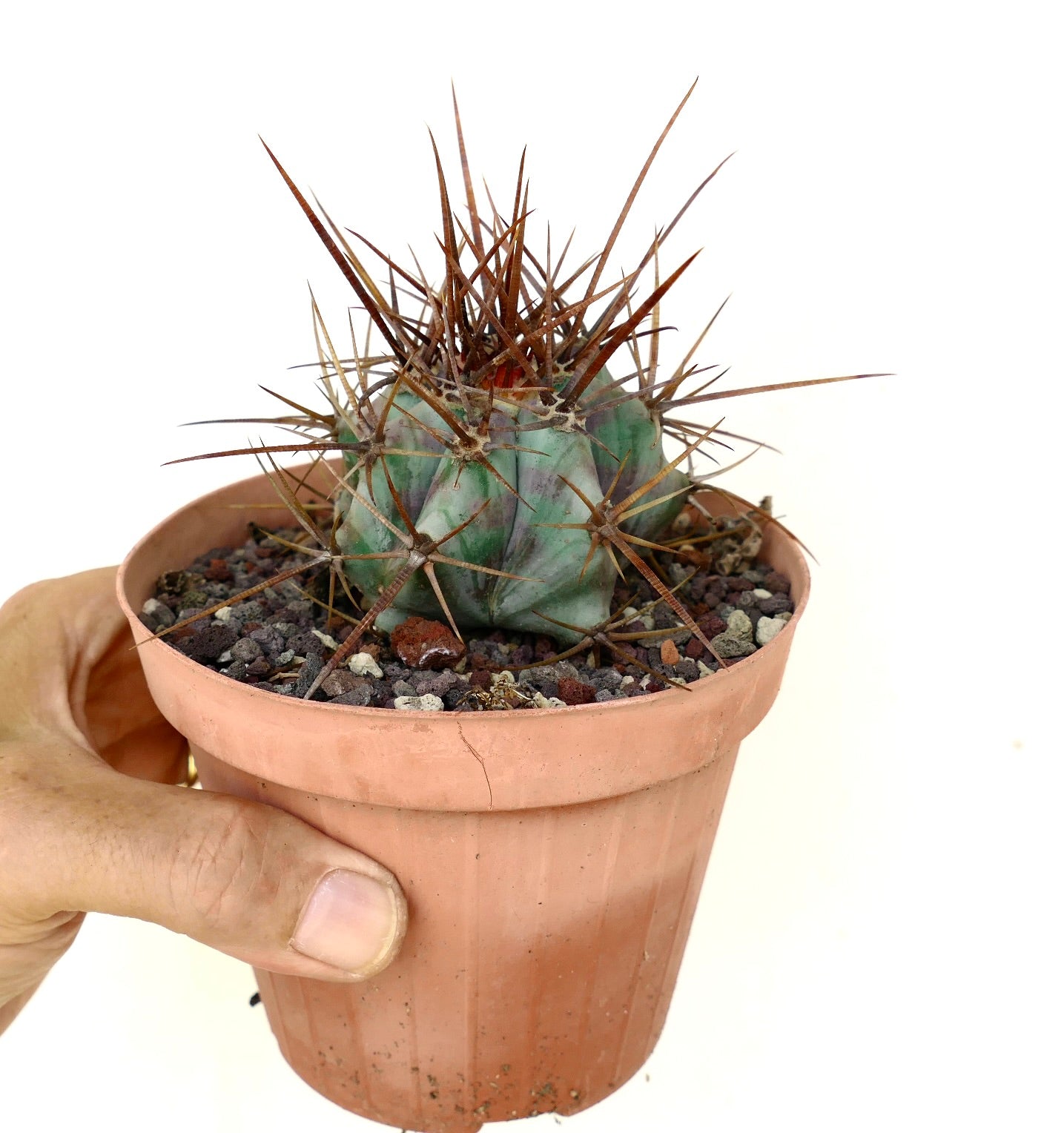 Echinocactus ingens sukkulent kaktus med sterke, lange brune torner i liten potte specimen