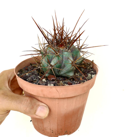 Echinocactus ingens sukkulent kaktus med sterke, lange brune torner i liten potte specimen