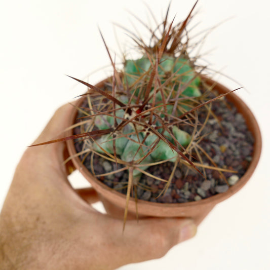 Echinocactus ingens sukkulent kaktus med sterke lange brune pigger i liten potte