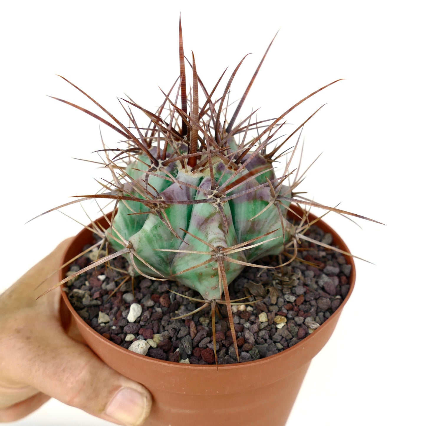 เอคีโนแคคตัส อินเจนส์ กระบองเพชรอวบน้ำลำต้นหนาสีเขียวพร้อมหนามสีน้ำตาลยาวในกระถาง