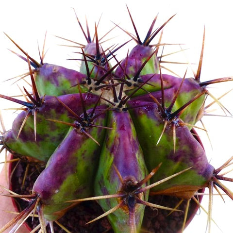 Echinocactus ingens var. grandis 6-10cm