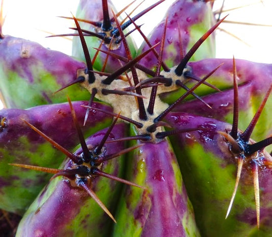 Echinocactus ingens var. grandis succulent cactus with vibrant purple-green body and sharp dark spines