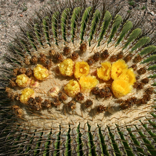 Echinocactus platyacanthus SEEDS