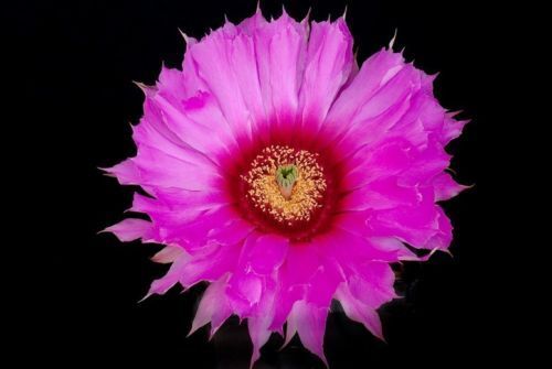 Echinocereus scopulorum vibrant pink cactus flower with detailed yellow center and spiny edges