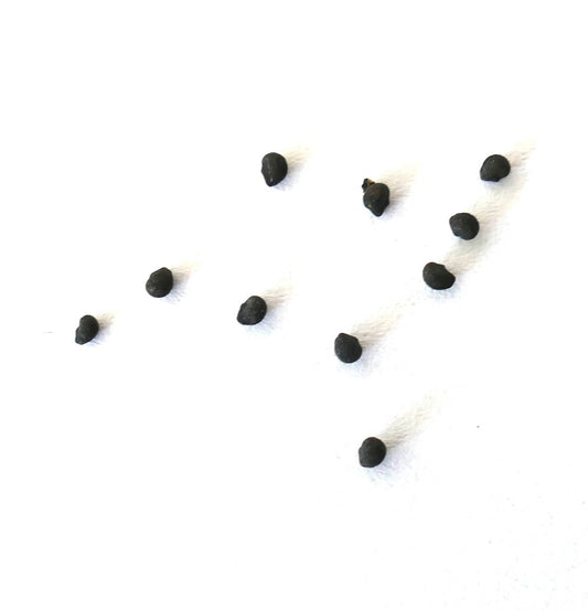 Echinocereus brandegeei LAU026 SEEDS