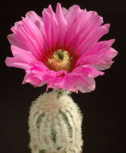 Echinocereus caespitosus cactus with large vibrant pink flower and white spines