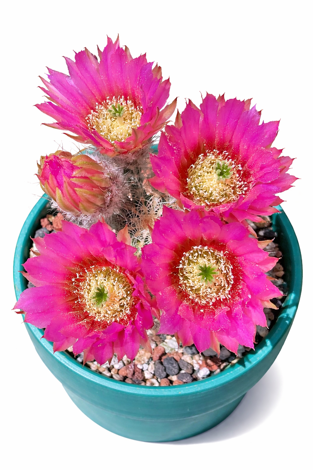 Echinocereus caespitosus Kaktus mit lebhaft pinkfarbenen Blüten und stacheligen grünen Stielen im Topf