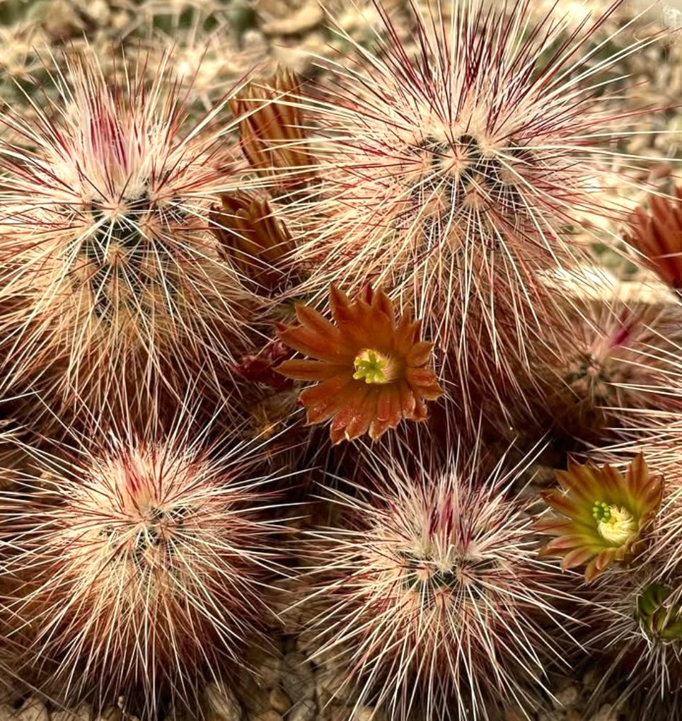Echinocereus chloranthus small round cactus with dense spines and orange flowers blooming